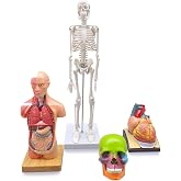 Merinden Human Anatomy Model Set of 4-Torso Skeleton Heart and Skull Model | 4 Piece Models with Posters for Medical Anatomy and Physiology Study Research Teaching Display
