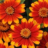 Outsidepride Zahara Red Sunburst Zinnia Seeds - 50