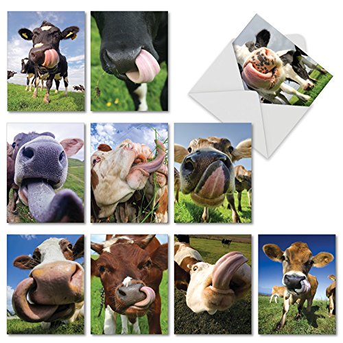 M4604OCB-B1x10 Cowlicks: 10 Assorted Blank All-Occasion Note Cards Featuring Images of Cows and Calves With Their Tongues Out w/White Envelopes.