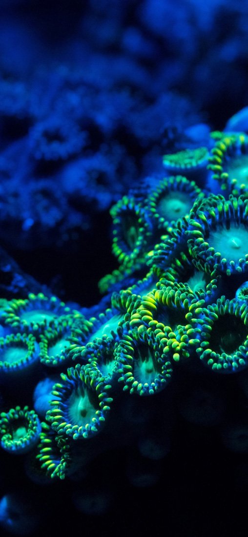 PeelitStickit Underwater, Undersea Wall Murals, ID-181, vinyl