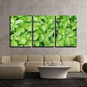 3 Piece Canvas Wall Art - Green Leafs of Potatoes as Background - Modern Home Art Stretched and Framed Ready to Hang - 16"x24"x3 Panels