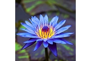 Mainam Mix Colorful Tropical Water Lily Tuber Live Aquarium Plant for Freshwater Fish Pond Balcony Buy 2 GET Fertilizer Free (Blue Nymphaea King Blue)