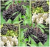 3 Packs x 50 American Elderberry Seeds - Sambucus canadensis - EDIBLE FRUIT - Edible Hedge Shrub With Fruits That Makes GREAT Jellies - FRAGRANT EDIBLE FLOWERS - Zones 3 - 9 - By MySeeds.Co