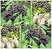 3 Packs x 50 American Elderberry Seeds - Sambucus canadensis - EDIBLE FRUIT - Edible Hedge Shrub With Fruits That Makes GREAT Jellies - FRAGRANT EDIBLE FLOWERS - Zones 3 - 9 - By MySeeds.Co