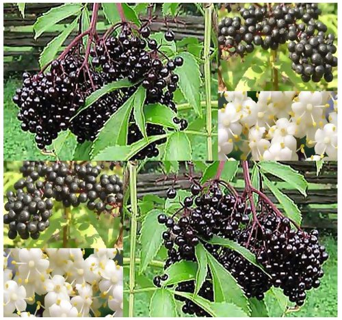3 Packs x 50 American Elderberry Seeds - Sambucus canadensis - EDIBLE FRUIT - Edible Hedge Shrub With Fruits That Makes GREAT Jellies - FRAGRANT EDIBLE FLOWERS - Zones 3 - 9 - By MySeeds.Co 3 Packs x 50 American Elderberry Seeds - Sambucus canadensis - EDIBLE FRUIT - Edible Hedge Shrub With Fruits That Makes GREAT Jellies - FRAGRANT EDIBLE FLOWERS - Zones 3 - 9 - By MySeeds.Co