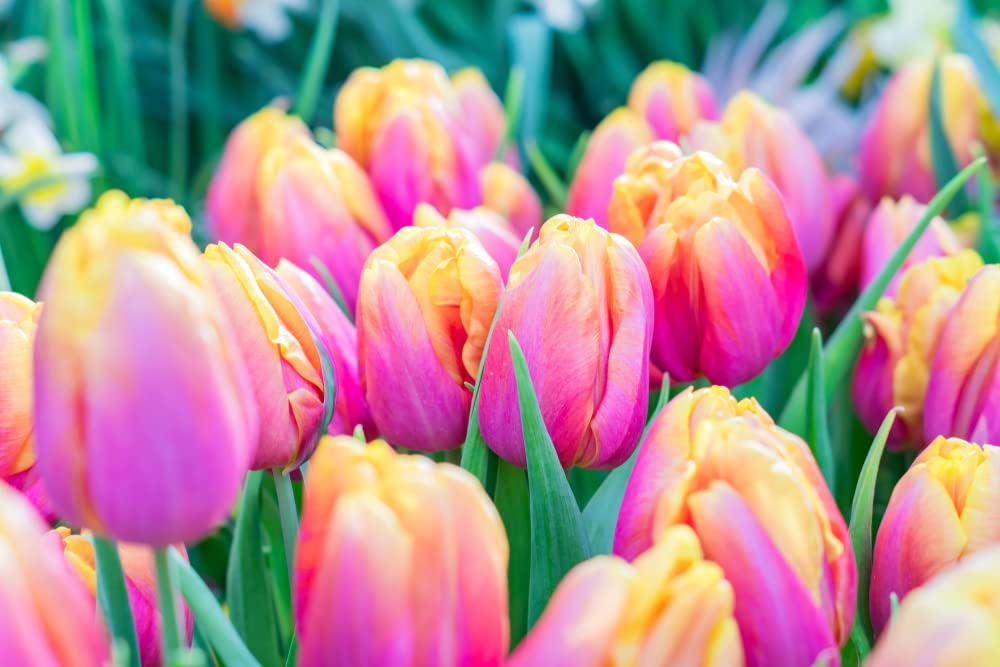 Photo 1 of 10 Pink Passion Tulip Bulbs for Planting - Easy to Grow Fall Planting Flowers for Bright Spring Blooms