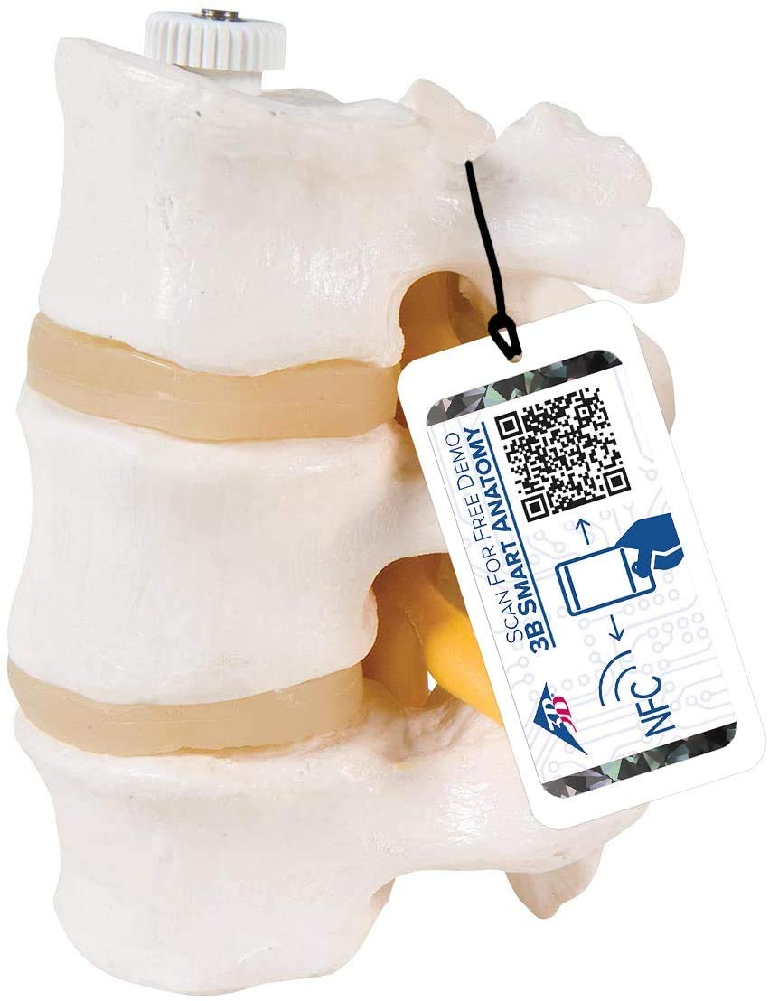 3B Scientific 3 Lumbar Vertebrae Flexibly Mounted + free anatomy software - 3B Smart Anatomy