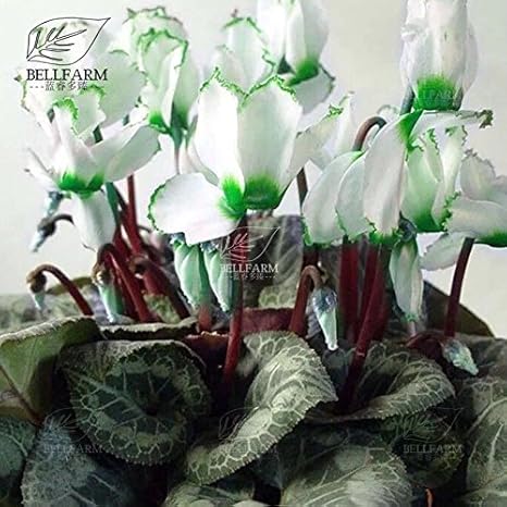 Amazon Qc380mxt5 18新着アイテム ダビツ10pcsシクラメン多年草の下着花種子赤紫ピンク白緑カラフルなホームガーデン花家宝 カラーqc380mxt5 種