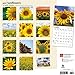 Sunflowers 2017 Wall Calendar 12