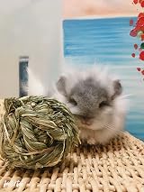 CAMITER 6pcs Timothy Grass Rabbit Chew Ball Small Animal Toys view 5