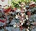 Heuchera White Flowering Coral Bells 50 seeds VERY RARE (SHADE)