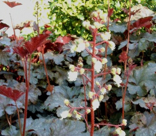 Heuchera White Flowering Coral Bells 50 seeds VERY RARE (SHADE)