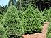 25 Scotch pine Tree Seeds (Pinus sylvestris) makes an excellent Christmas tree by Seeds and Things