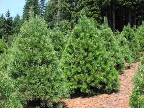 25 Scotch pine Tree Seeds (Pinus sylvestris) makes an excellent Christmas tree by Seeds and Things 25 Scotch pine Tree Seeds (Pinus sylvestris) makes an excellent Christmas tree by Seeds and Things