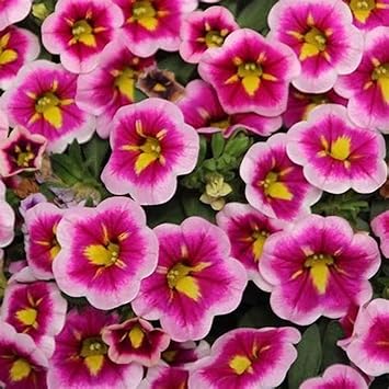 Amazon ネモフィラ種 ネモフィラ苗 アネモネ球根 ネモフィラ アネモネの球根 アネモネの球根 球根秋植え 穴掘り