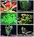 California Bundle - 25+ Stems / 6 Species Live Aquarium Plants Package