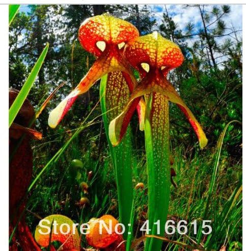 50 Pcs Darlingtonia Carnivorous Cobra Lily Darlingtonia Californica Flower Seeds Plush Mysterious Gift