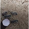 Live (10) Dairy Cow Isopods Porcellio, Clean up Crew, Composters, Terrarium, Vivarium, Bioactive Clean up Crew