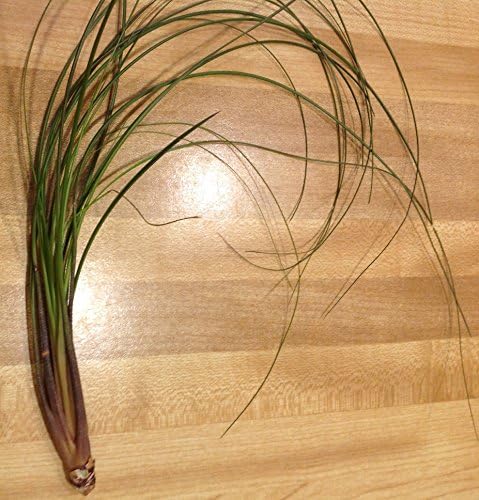 Large, Rare Tillandsia Air Plant. Care instructions included with order.