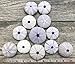 Nautical Crush Trading Sea Urchins Shells for Air Plants - 12 Purple (1.5-2.5