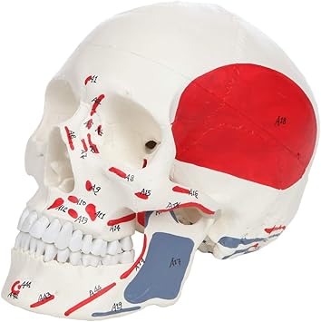 Amazon Co Jp 教育モデル等身大プラスチック製頭蓋骨3部塗装および番号付き人間は 医師のオフィス 学校の解剖学教室の48の筋肉の筋肉の起源と挿入ポイントを示しています スポーツ アウトドア