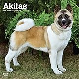 Akitas 2019 12 x 12 Inch Monthly Square Wall Calendar, Animals Dog Breeds (Multilingual Edition) by 