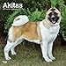 Akitas 2019 12 x 12 Inch Monthly Square Wall Calendar, Animals Dog Breeds (Multilingual Edition) by 