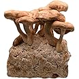 Shiitake Mushroom Grow Kit by Oakland Mushroom Co. | Handmade with Organic Ingredients | Ready to Grow | Harvest in 9-18 Days