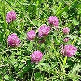 The Dirty Gardener Medium Red Clover, 200 Seeds