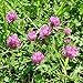 The Dirty Gardener Medium Red Clover, 200 Seeds