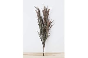 AFLORAL Vickerman 36-40" Green Reed Grass -Includes 8-9 oz per Bundle. Preserved