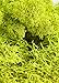SuperMoss (21773) Reindeer Moss Preserved, Chartreuse, 3lbs