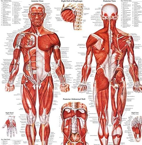 70x50cm Body Parts Analysis Poster Oil Canvas Material 1 packMuscular System Anatomical Poster Muscular System Anatomical Chart Poster Print Laminated Poster Muscle Anatomy Chart