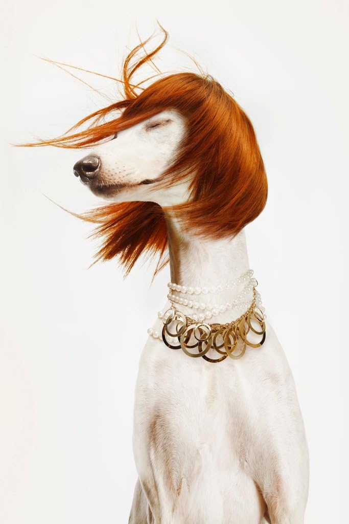 Fashion Dog Portrait Photo Photograph Cool Wall Decor Art Print Poster 30x46