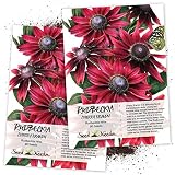 Seed Needs, Cherry Brandy Rudbeckia (Rudbeckia hirta) Twin Pack of 90 Seeds Each