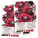 Seed Needs, Cherry Brandy Rudbeckia (Rudbeckia hirta) Twin Pack of 90 Seeds Each primary