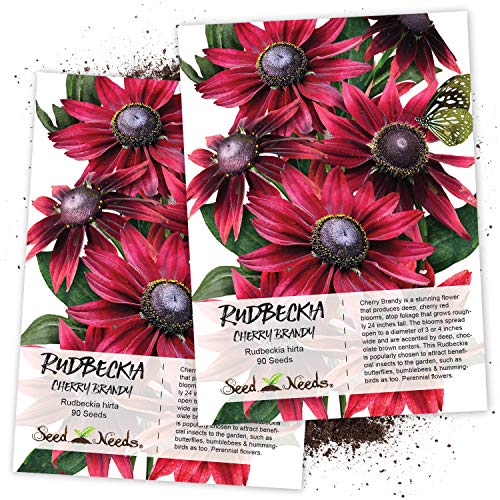 Seed Needs, Cherry Brandy Rudbeckia (Rudbeckia hirta) Twin Pack of 90 Seeds Each
