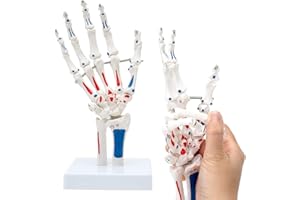 ASINTOD Hand Skeleton Model, Life Size Flexible Detailed Hand Model with Articulated Joints Showing Muscle Origin and End Point, Life-Size Model Showing Ulna and Radius