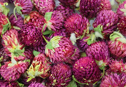 image for TooGet Dried Gomphrena globosa Flower, Natural Globe Amaranth Flower W