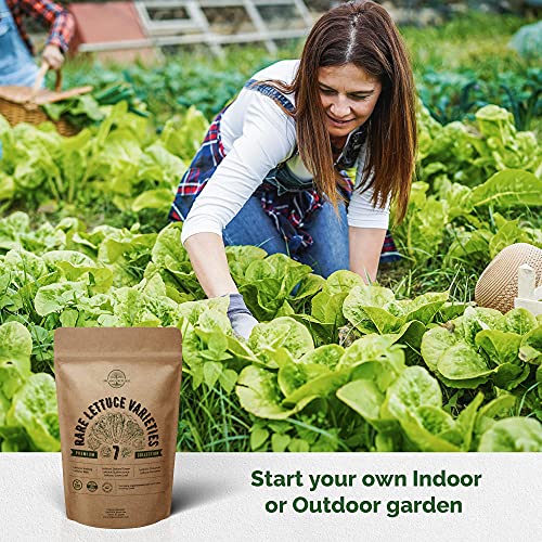 7 Lettuce Seeds Variety Pack NonGMO Heirloom Seeds for Planting