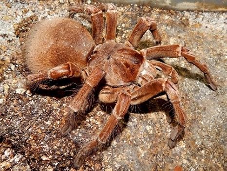 Amazon Conversationprintsルブロンオオツチグモtarantula Spider光沢ポスター写真バナーバグ 8 5 X11 アートフレーム ポスター オンライン通販