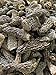 Dried Morel Mushrooms - Wild Harvest, 4oz