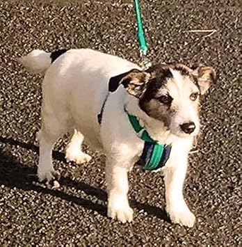 Creature Comforts Softex Car Safety And Walking Harness Colour And