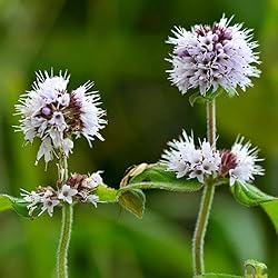 Aromatics International Premium Organic Bergamot
