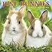 Just Bunnies 2018 Calendar by 