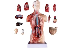 ORILAO 11inch Human Torso Body Model,Anatomy Medical Internal Organs Teaching Tools,15Removable Parts