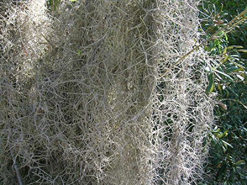 Fresh Spanish Moss (2.5 pounds)