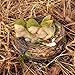 Top Collection Miniature Fairy Garden and Terrarium Sleeping Twin Fairy Babies in Nest Statue