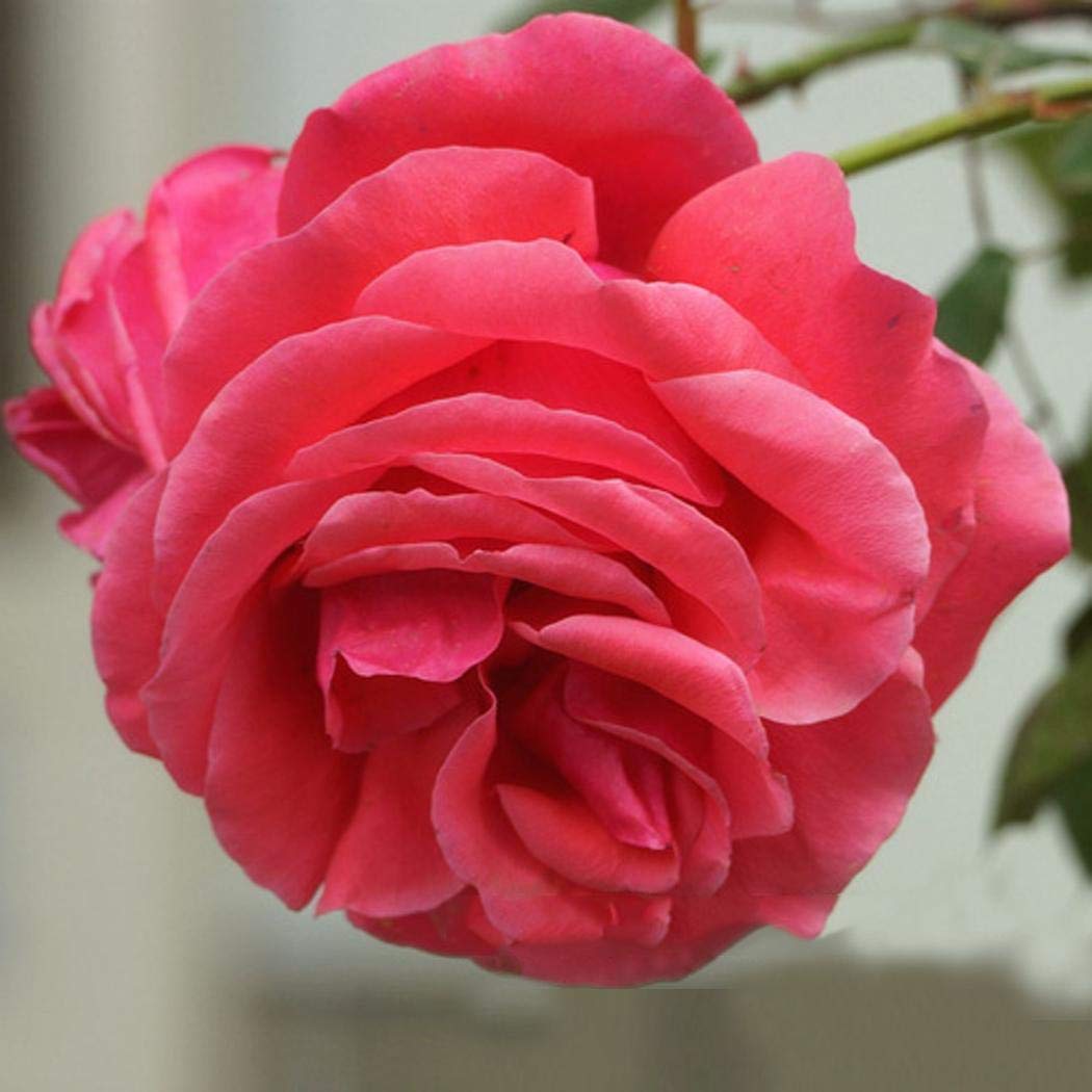 Pinsparkle Mix Rose Flowers Seeds Flower Seeds Plant Seed Courtyard Plant Seeds Flowers