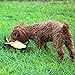 IFOYO Durable Plush Squeaky Camouflage Dinosaur Dog Toy, Halloween Christmas Dog Toy